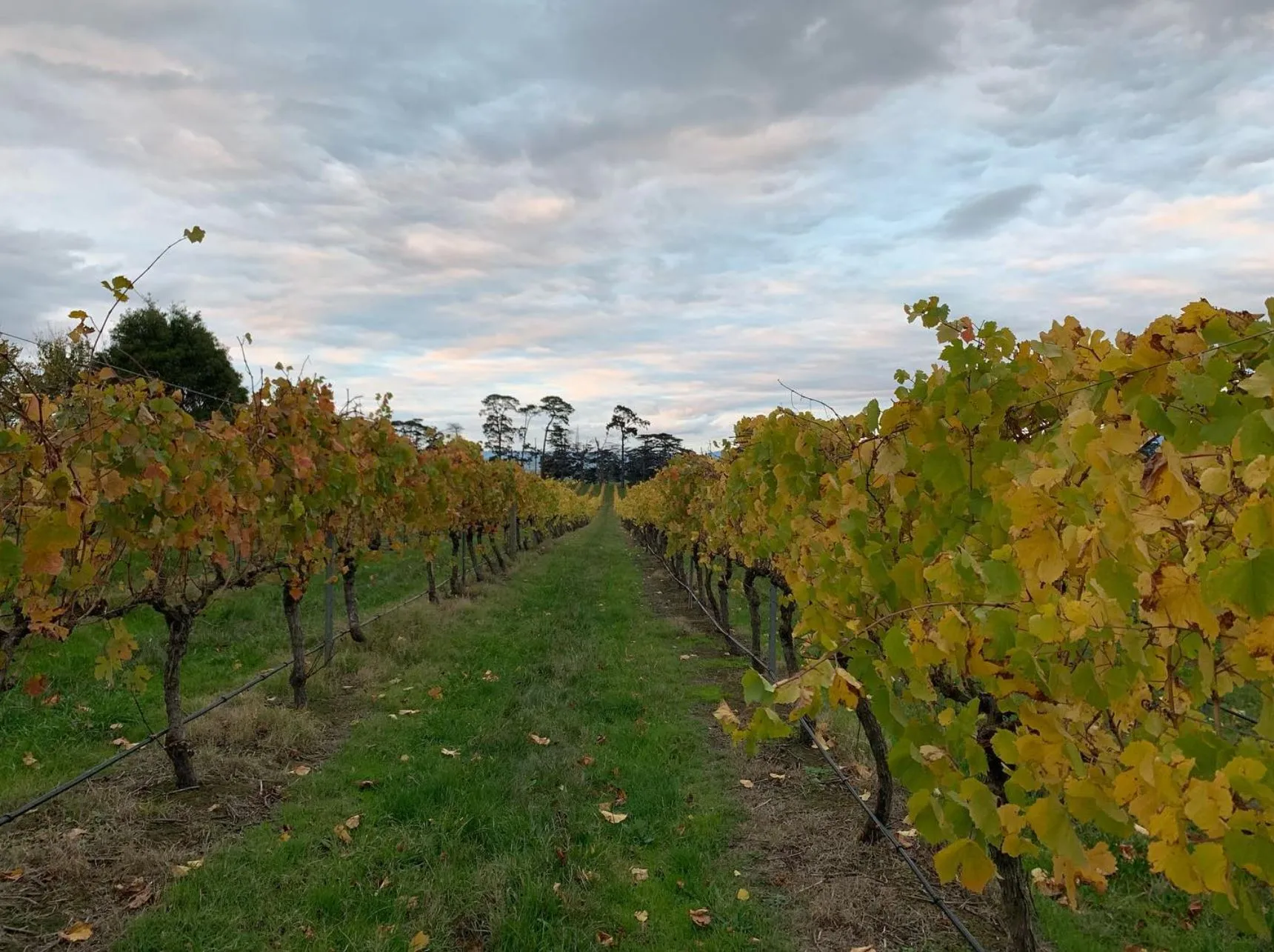 A Beautiful Setting, Oak Tree Vineyard