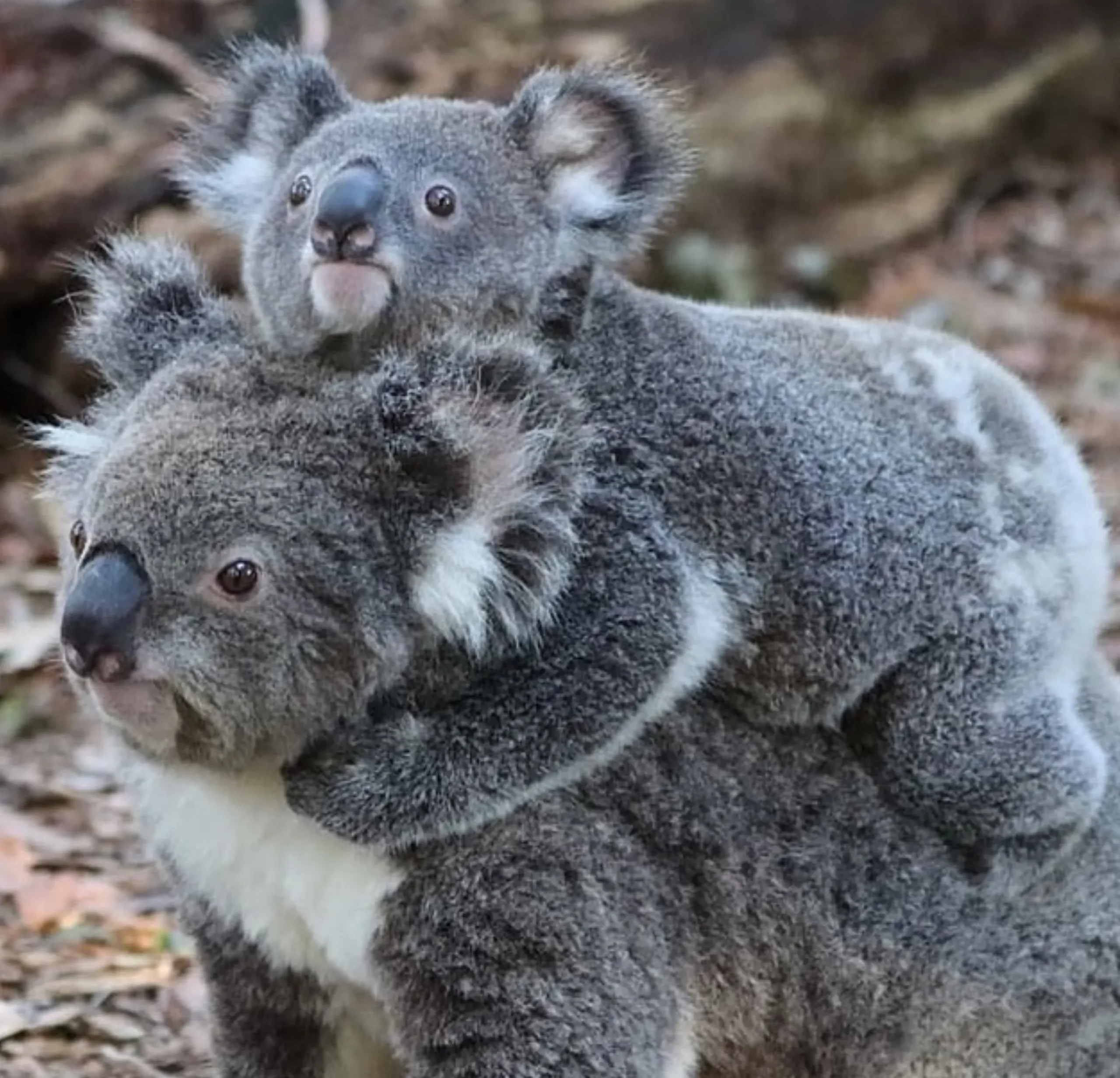 Spot Koalas, Cape Otway