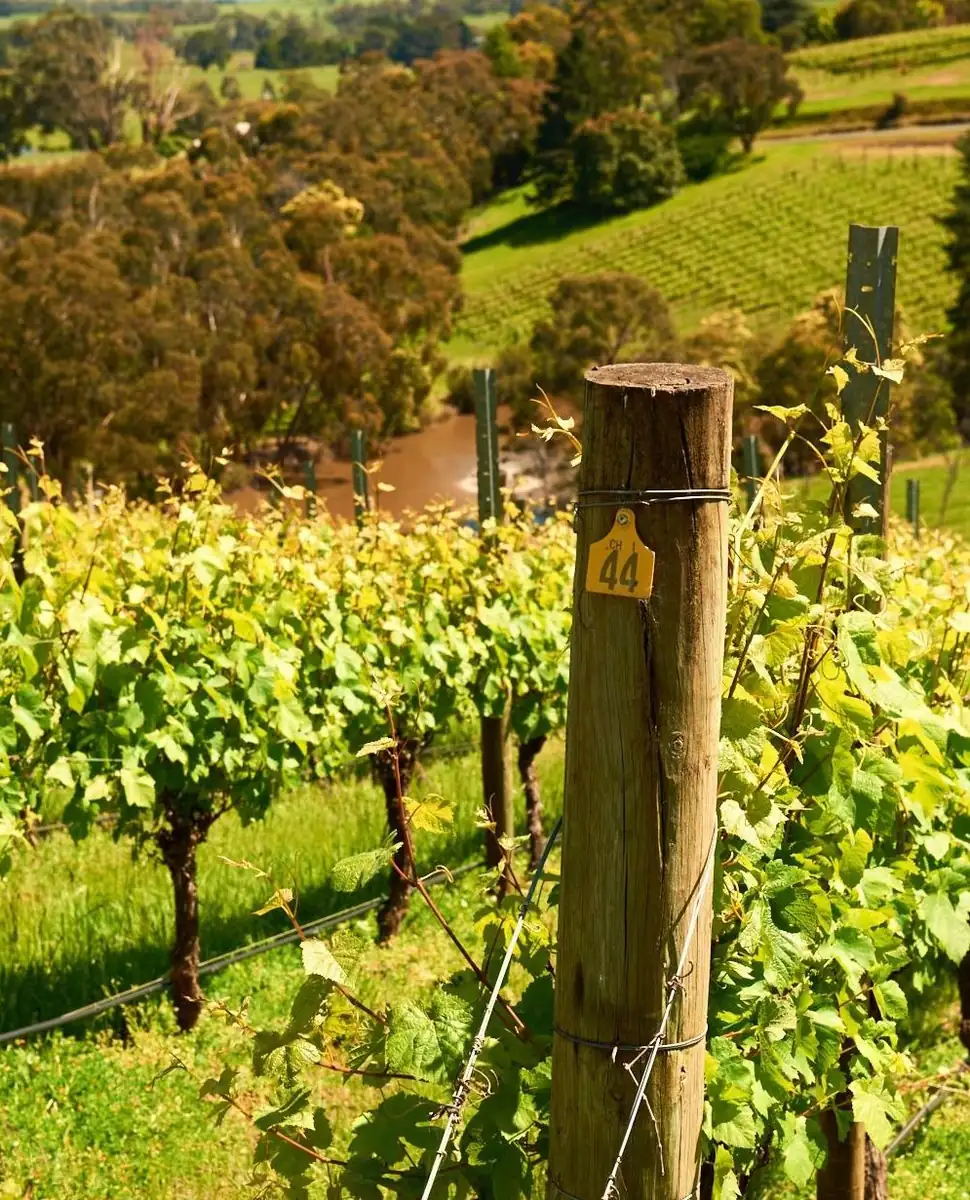 Yarra Valley wine tour